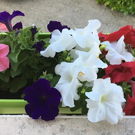 Maison Des Vignes Caylus