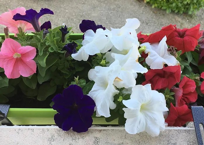 Maison Des Vignes Caylus